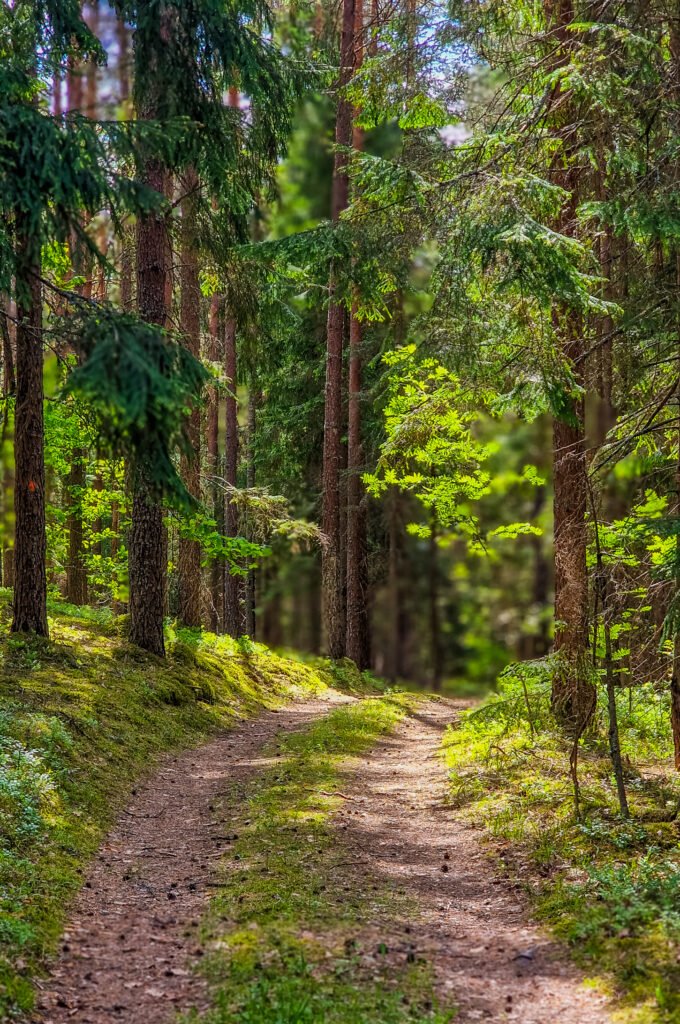Giteniškės miškas. Salako apylinkės