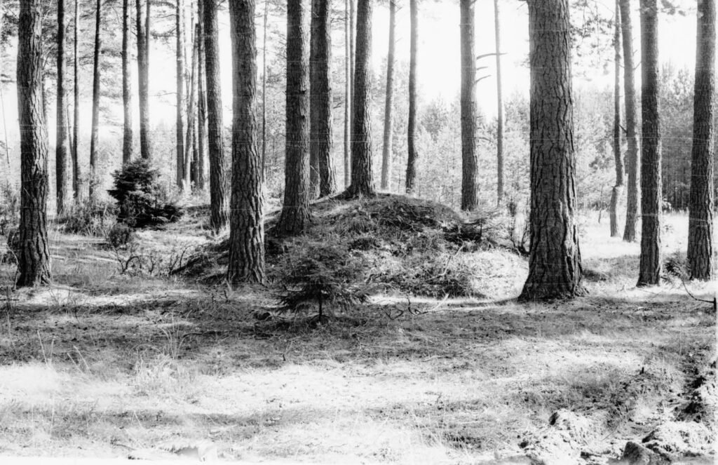 Pilkapis Salako miške