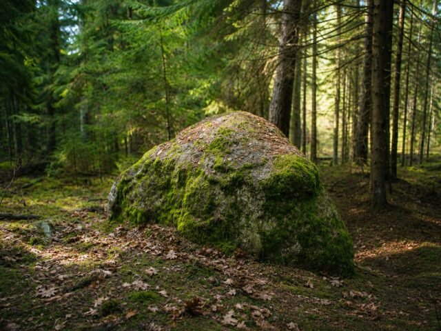 Kauprinių akmuo – sunkiai randamas miško milžinas