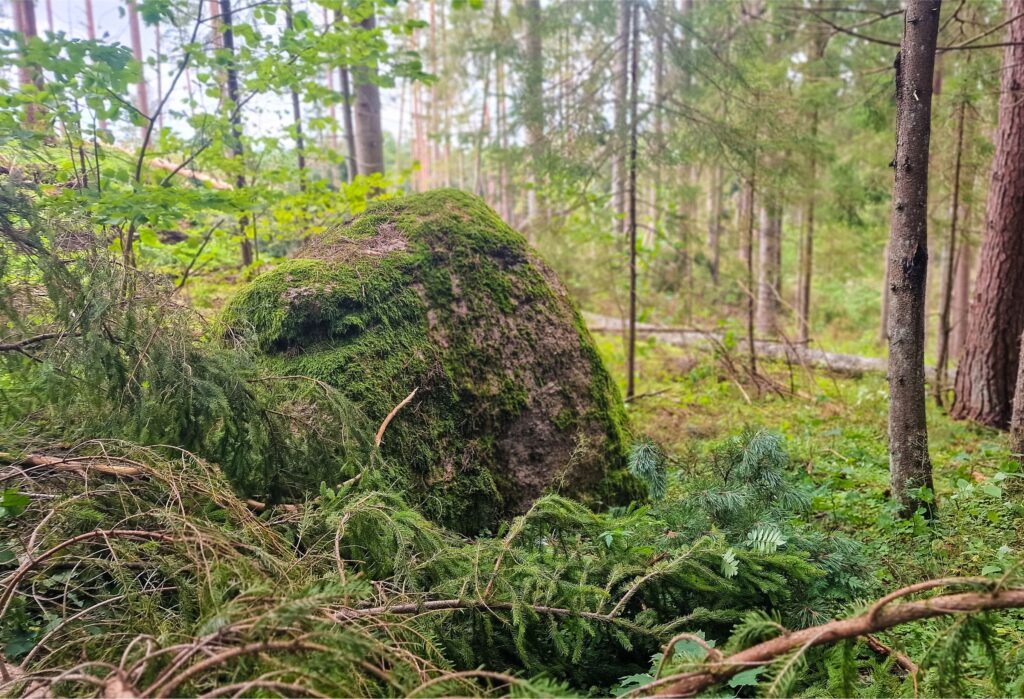 Samanomis apaugęs Kauprinių akmuo Minčios girioje