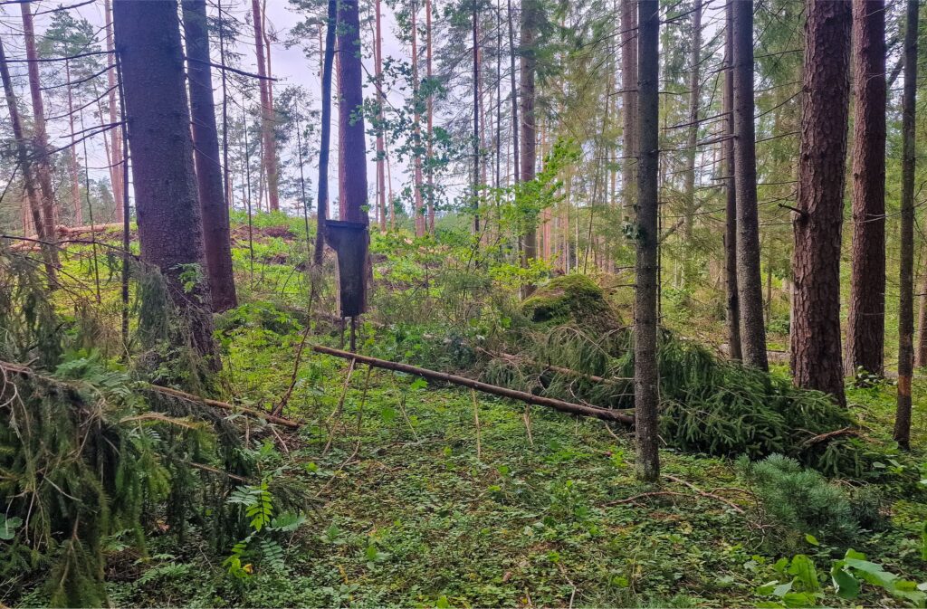 Kauprinių akmuo ir jį žymintis medinis ženklas Minčios girioje