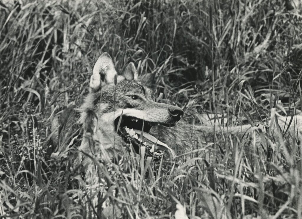 Vilkas.